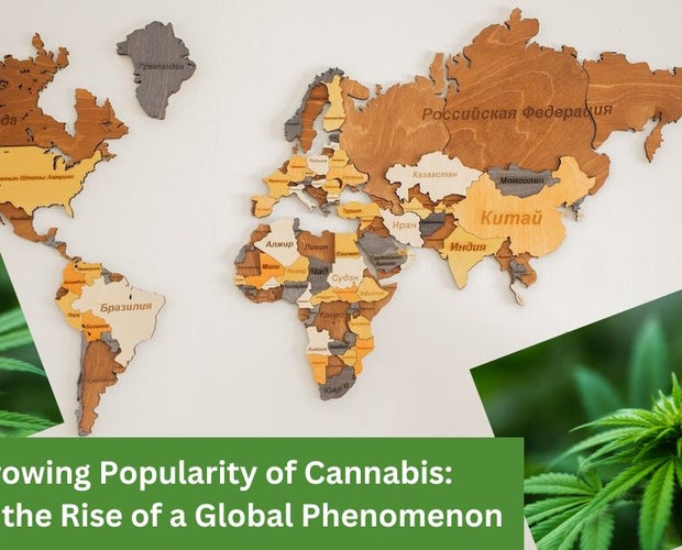 cannabis popularity